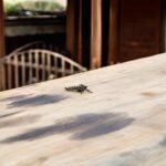 Peak Mosquito Season Is Almost Here What Every Homeowner Should Know