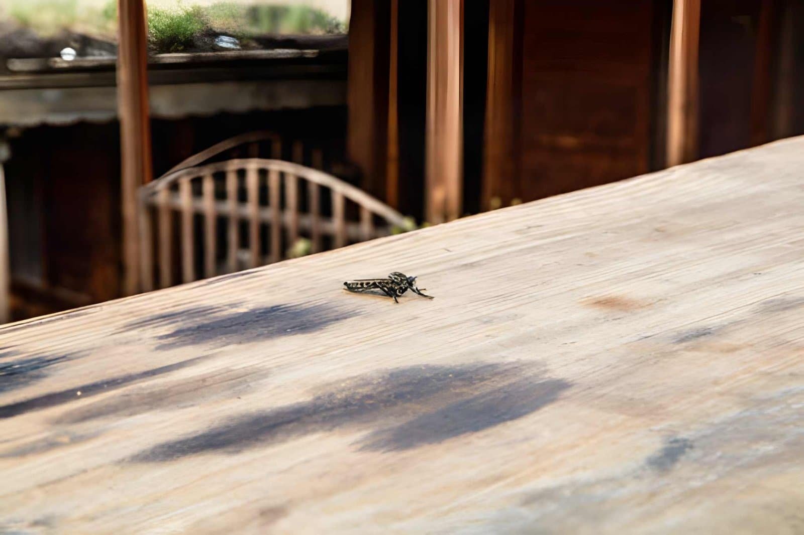 Peak Mosquito Season Is Almost Here What Every Homeowner Should Know