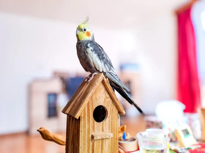 How to Choose Bird Perches and Other Must-Have Bird Supplies