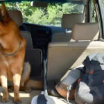 Essential 4x4 Upgrades for Safe and Comfortable Pet Travel