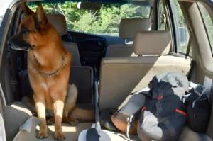 Essential 4x4 Upgrades for Safe and Comfortable Pet Travel